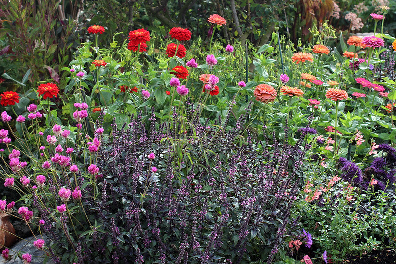 Backyard Wildflower Garden Ideas for Beginners (Start Simple, Let It Wander)