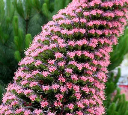 Show us your Echiums!