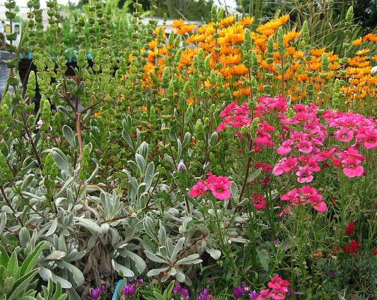 Water-Wise Gardening: Flowers That Thrive Without Fuss