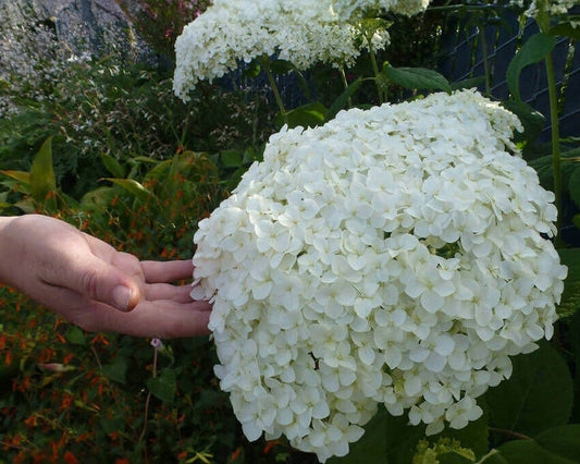 Tips for a Healthy Garden