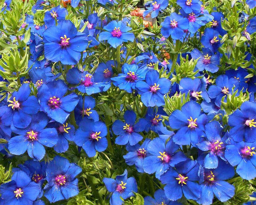 True Blue – The eternal search for our favorite color