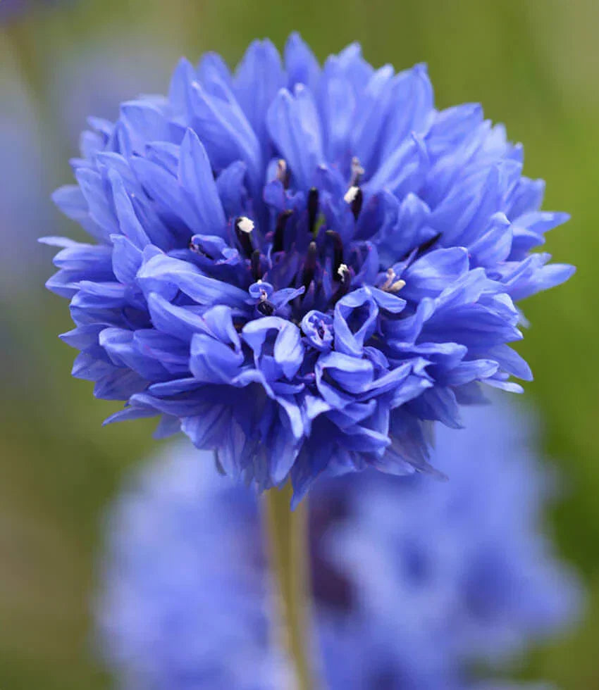 Blue bachelor’s button flowers on tall branching stems