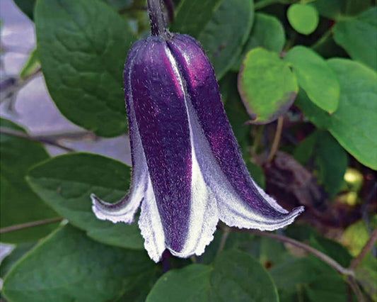 We’re Crazy for Clematis