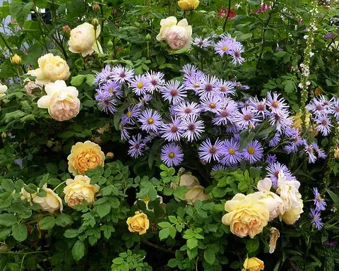 September in Our Gardens