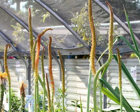 The Great Honking Smokin’ Hot Gargantuan Poker Plant of Annie’s Blooms Again!