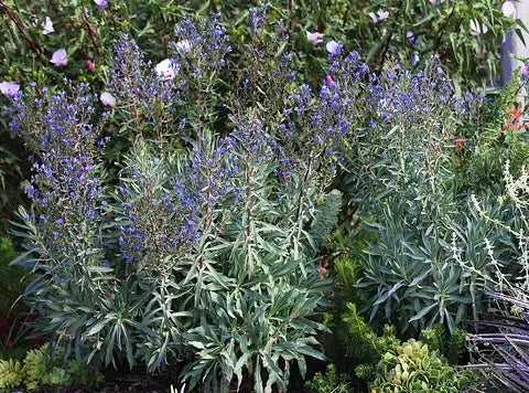Our First Garden Bloggers Bloom Day!