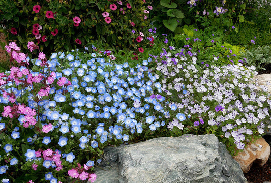 Annuals vs. Perennials: Which Flowers Truly Belong in Your Garden? (Spoiler: It’s Both!)