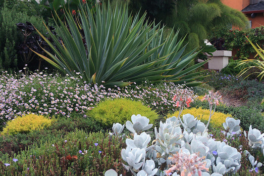 Mediterranean Style Gardens – CA Natives & Other Summer Dry Favorites