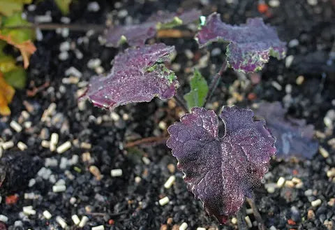 In the Garden