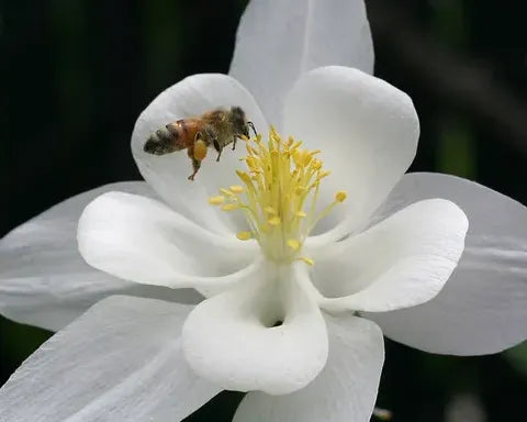 We’re covered in bees!