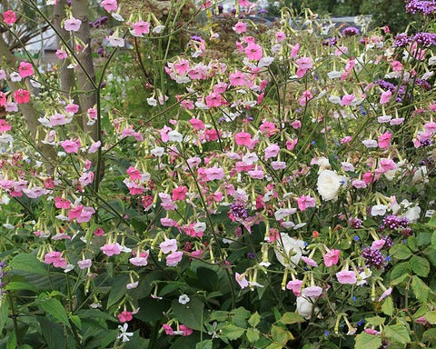 September Bloom Day Bliss