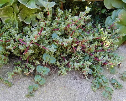 Succulent Container Madness!