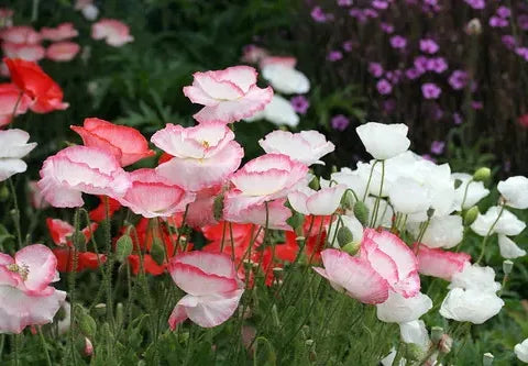 Which Papaver Are You?