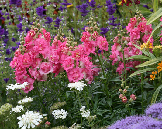 Gone! Poof! Another beauty DISAPPEARED!