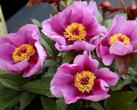 The Majorcan Peony Cometh!