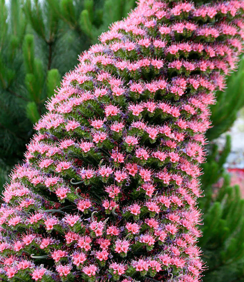 Towering pink Echium wildpretii flower spike above silver-green leaves