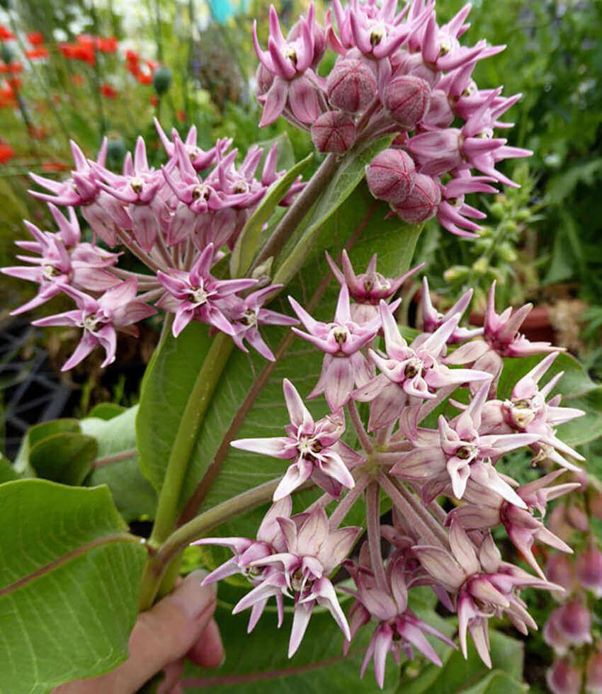 Pink showy milkweed flower cluster above broad green leaves
