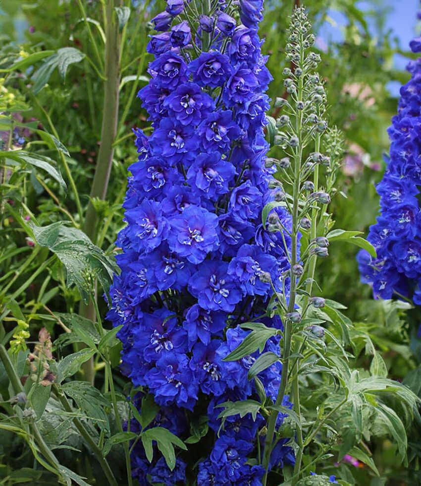 Tall cobalt-blue Delphinium flower spikes