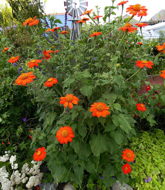 Velvety orange tithonia flower above green foliage