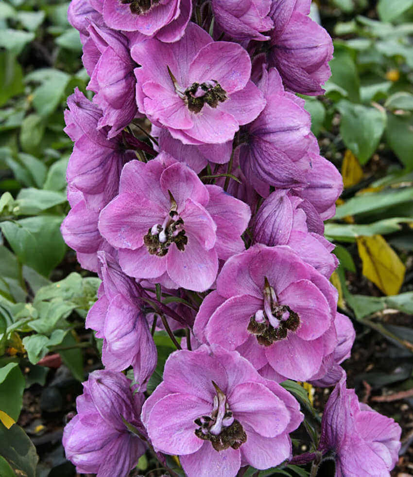 Tall dusky-rose delphinium flower spires rising vertically