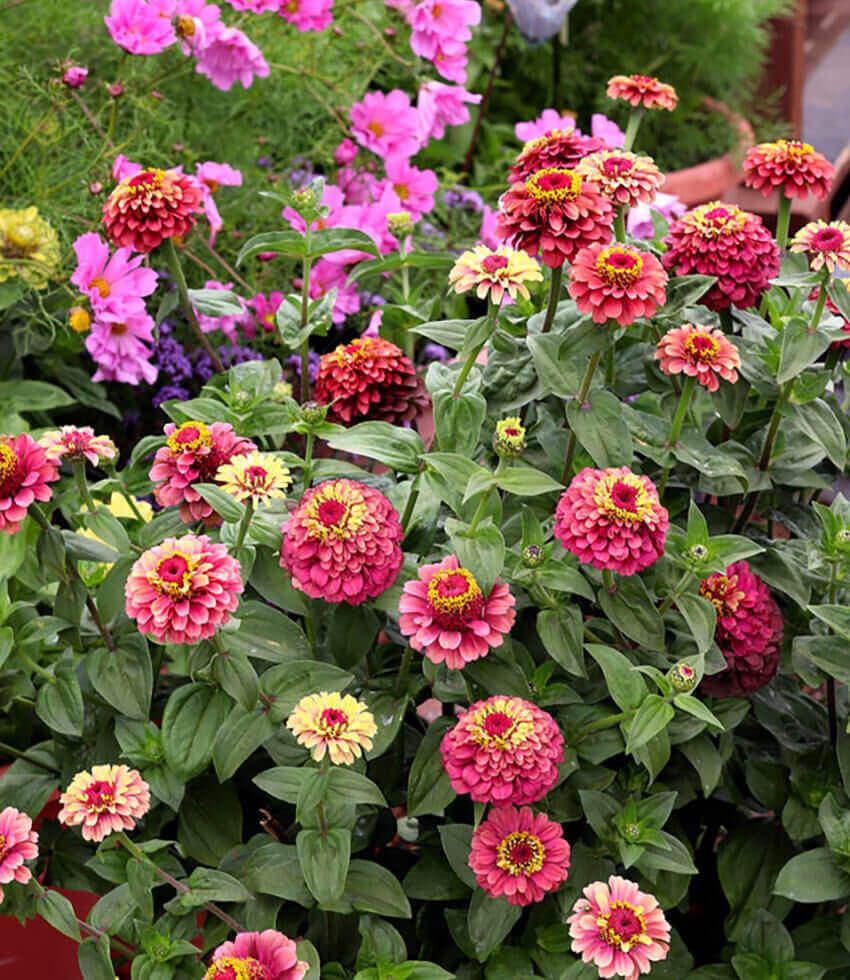Antique rose, burgundy and lime zinnia flowers