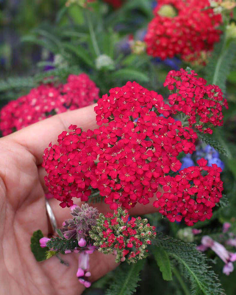Red yarrow flower clusters above ferny foliage