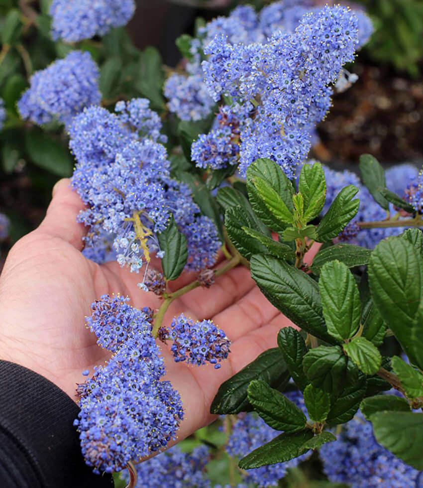 Lavender-blue ceanothus flower clusters surrounded by glossy green leaves