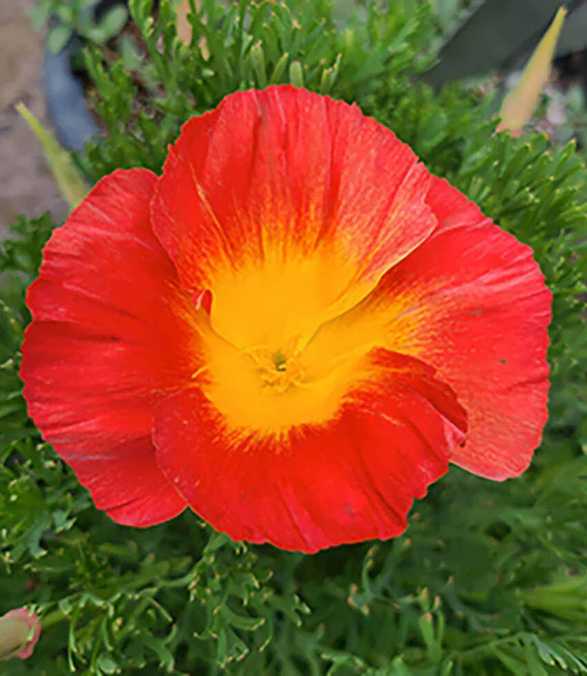 Rose-pink California poppy flowers above finely divided green foliage