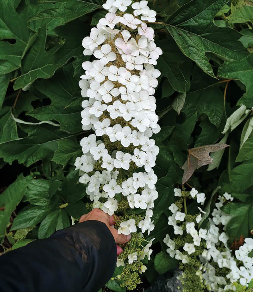 White oakleaf hydrangea flower clusters above green leaves