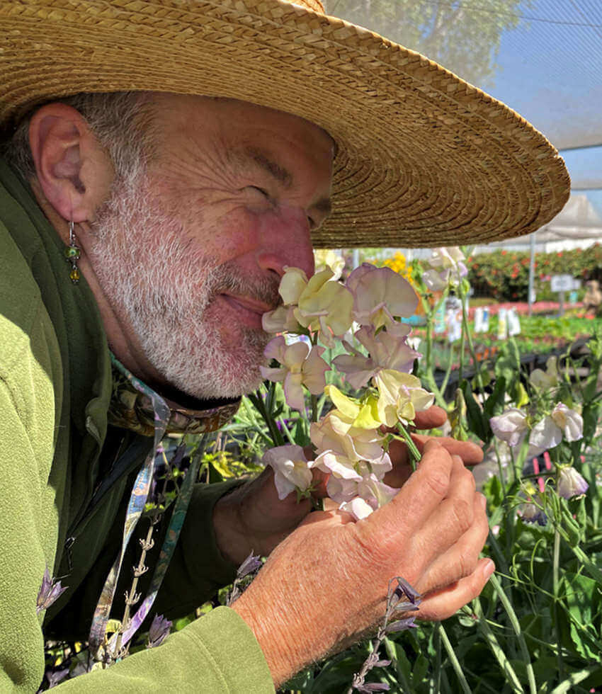 Gardener smelling pale cream and blush sweet peas at the nursery