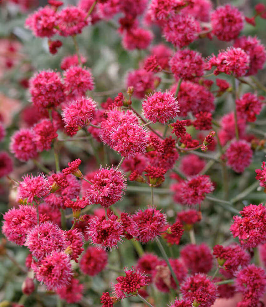 Rose-pink California buckwheat flower clusters on fine stems