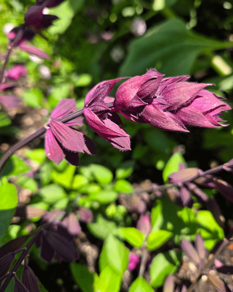 Deep magenta flower spikes of Salvia ‘Love and Wishes’ above green foliage