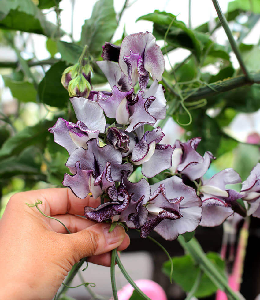 Smoky lavender and cream sweet pea flowers on slender stems