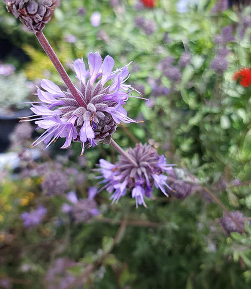 Lavender-blue salvia flower spikes above gray-green foliage