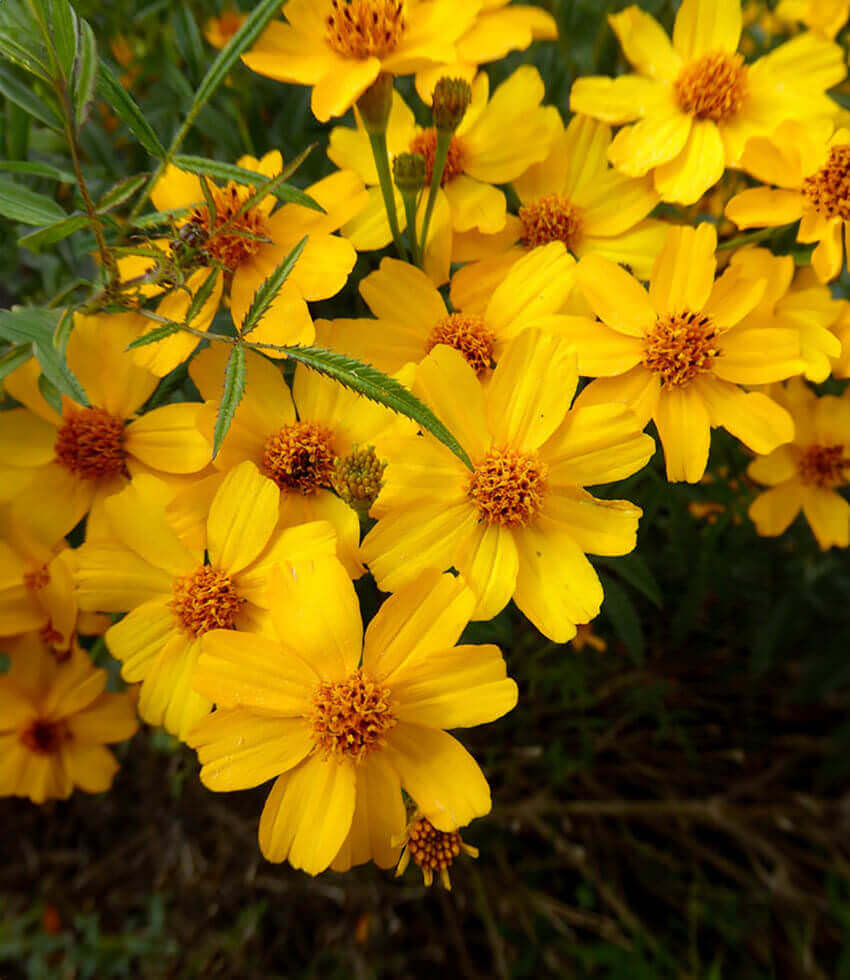 Bright yellow marigold-like flowers above finely cut green foliage