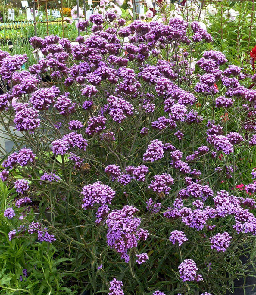 Best Plants for Cut Flowers