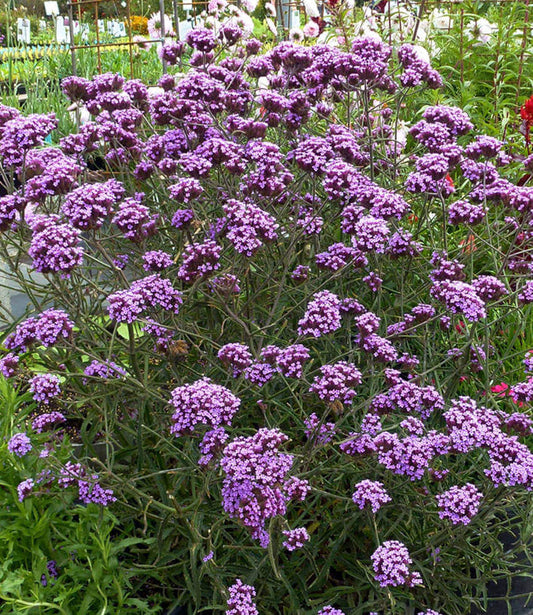 Best Plants for Cut Flowers