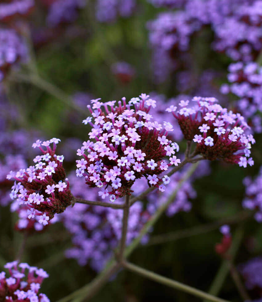 Planting a Pollinators’ Garden