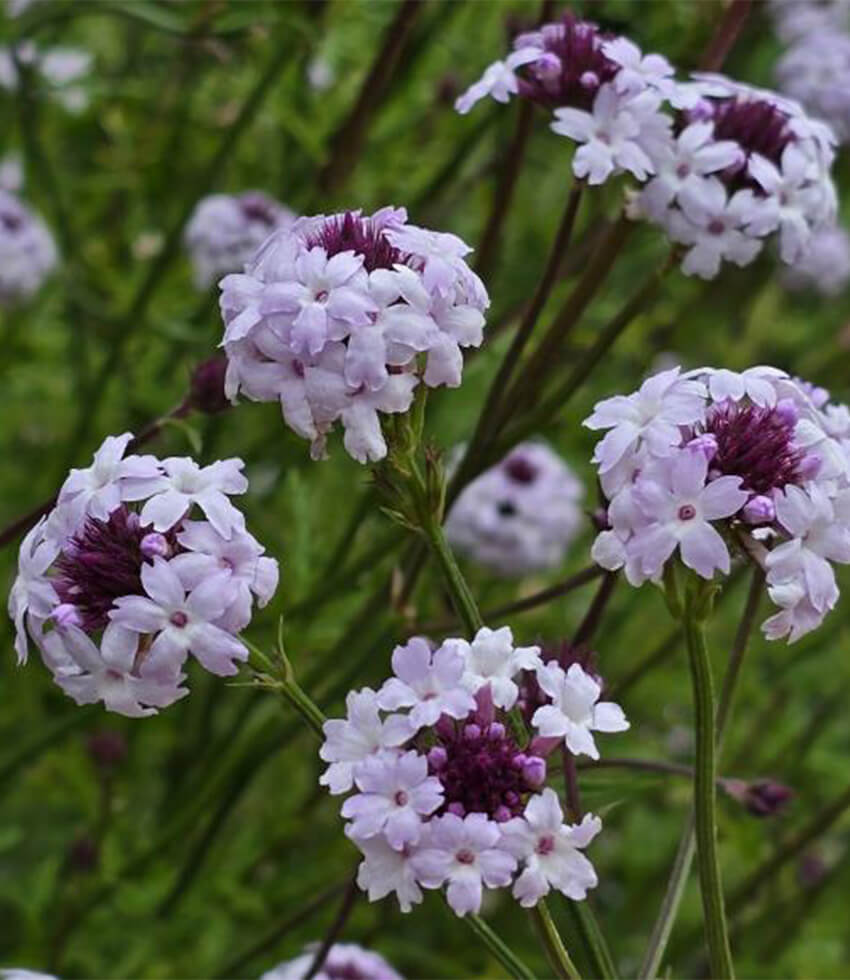Layered Planting