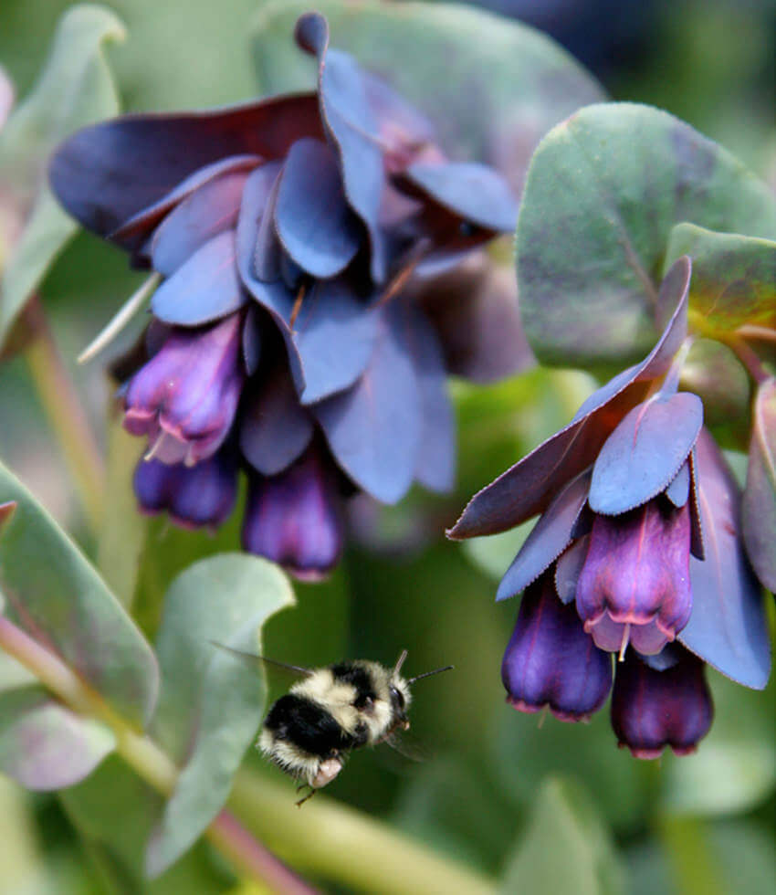 Purple-blue honeywort nodding above smoky blue-green foliage