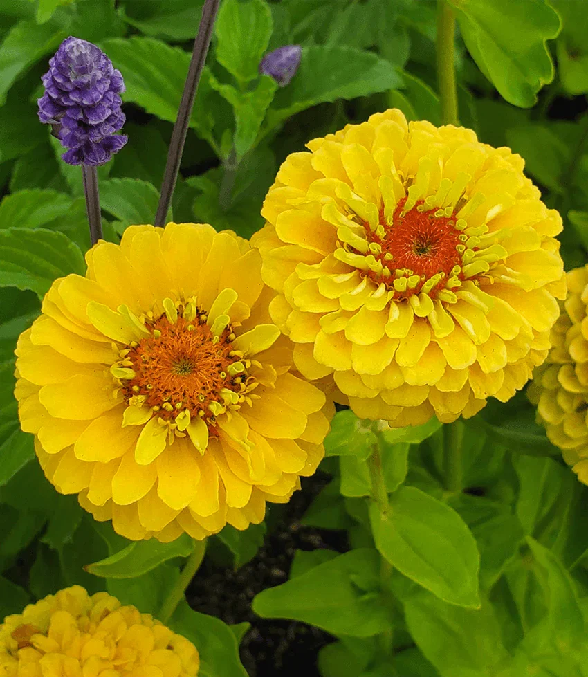 Apricot, peach and rosy zinnia blooms with layered petals