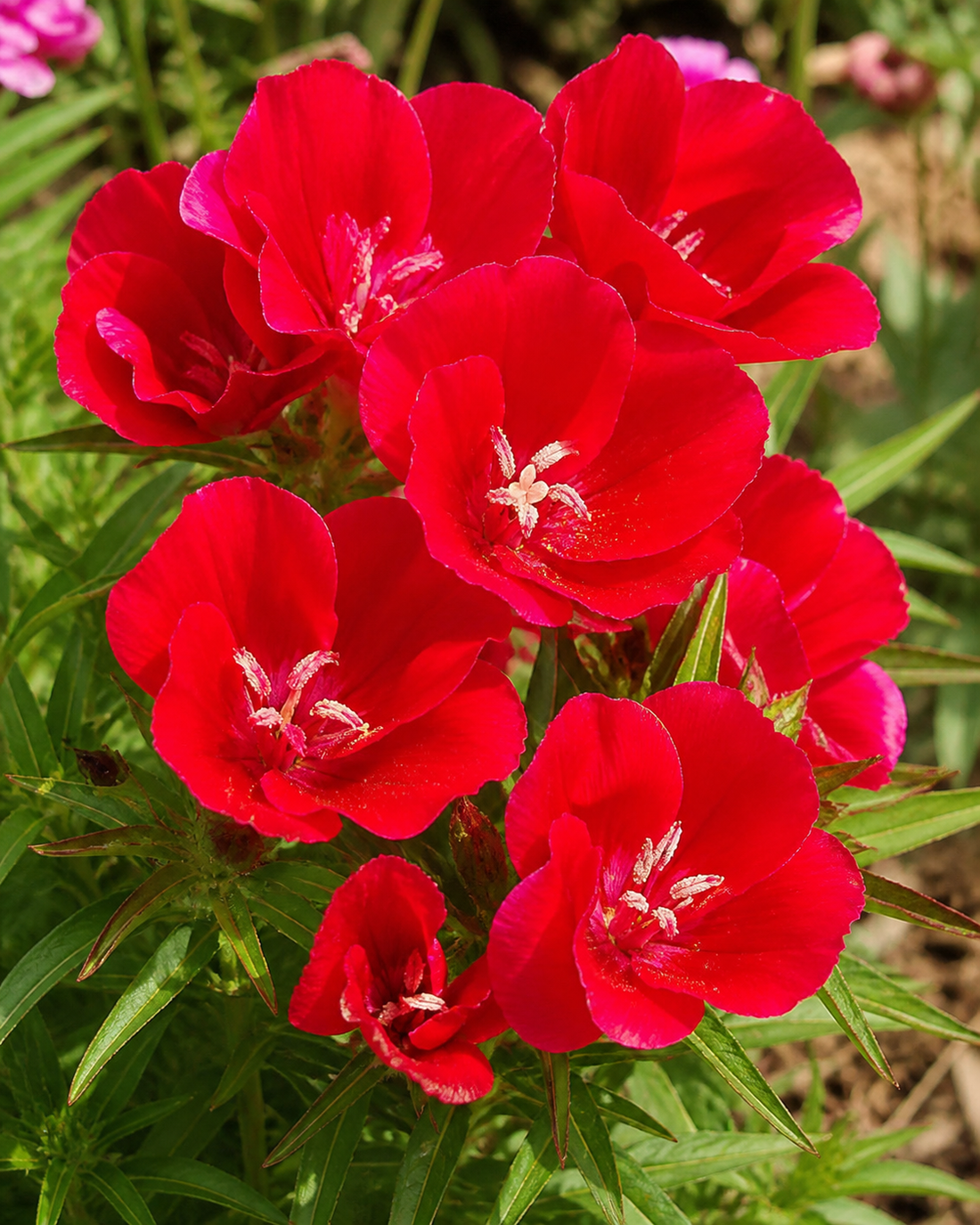 Scarlet-pink clarkia flowers opening above slender green foliage