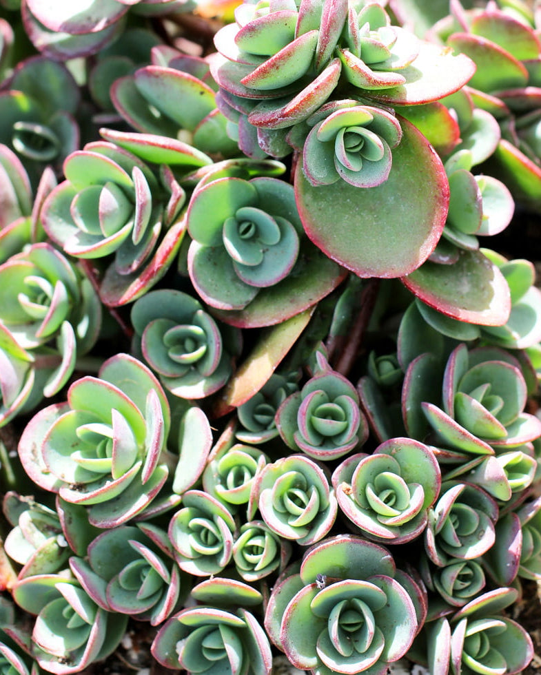 Variegated green sedum foliage with rosy flower clusters