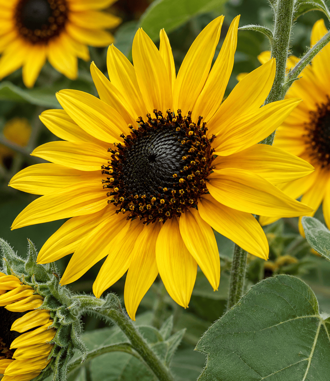 Golden sunflower bloom above softly silvered green leaves