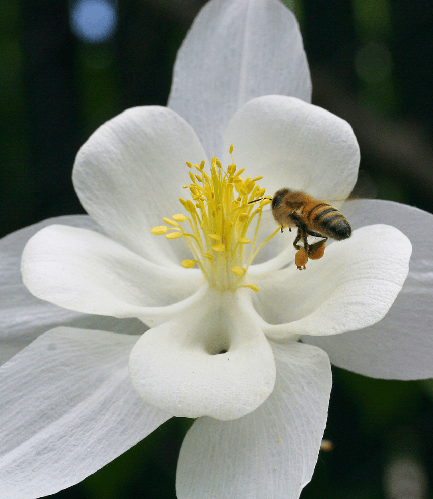 White columbine flowers above divided green foliage