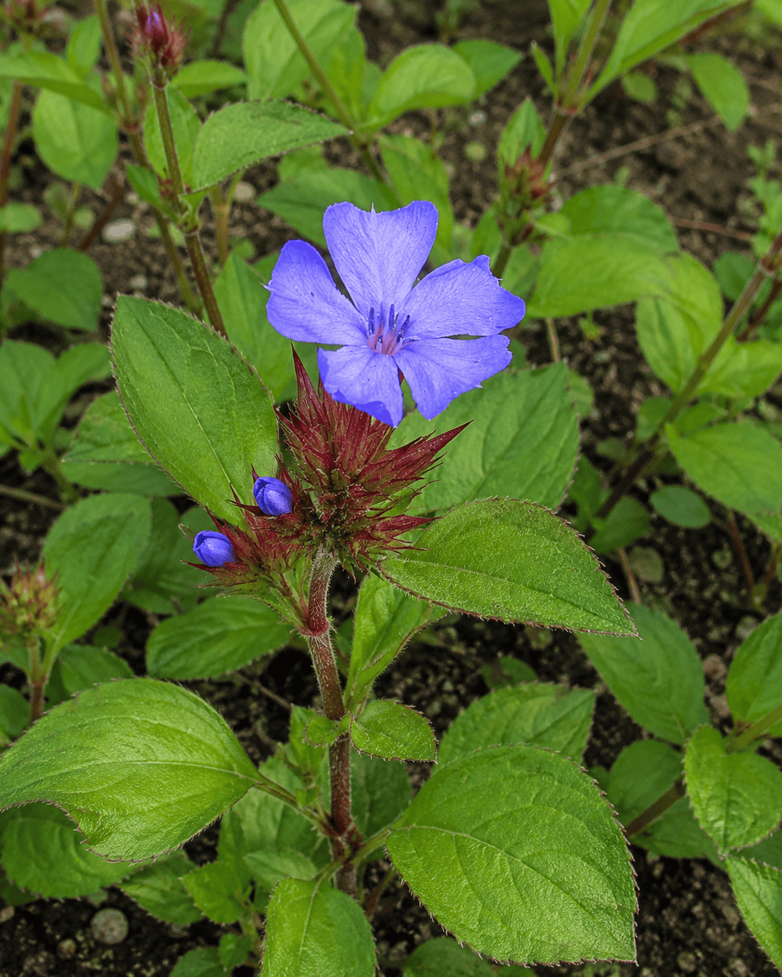 Blue plumbago flowers above green groundcover foliage