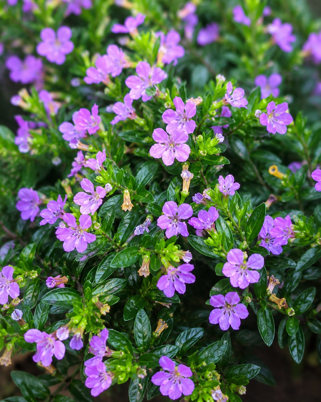 Small purple Cuphea flowers against fine green foliage