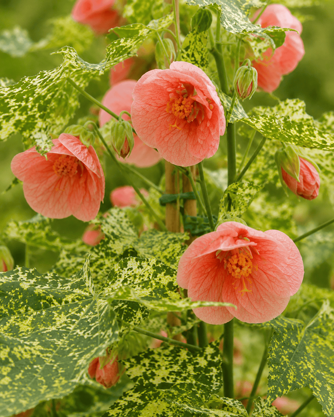 Apricot-orange Abutilon flowers among variegated green leaves