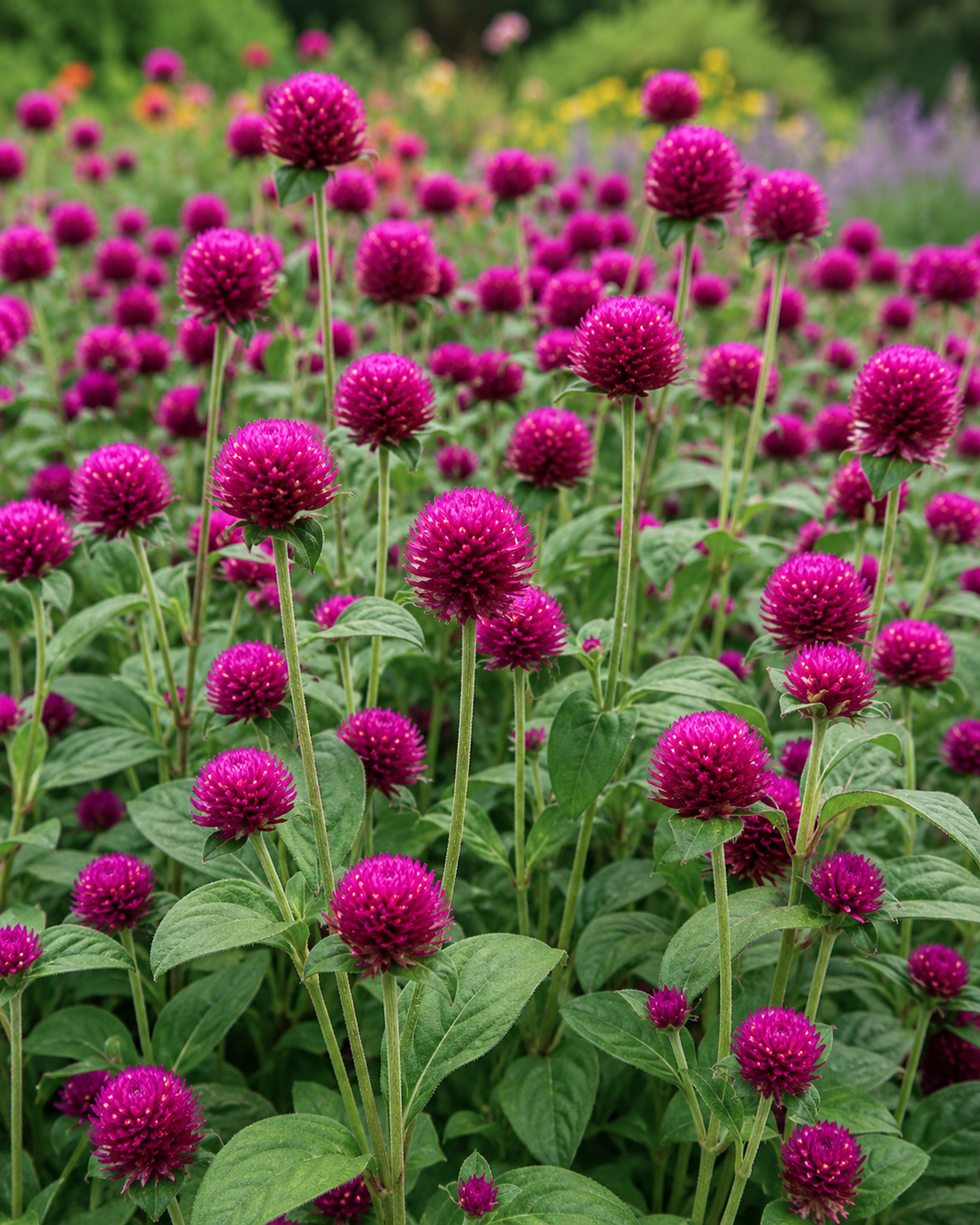 Purple Gomphrena flower heads above green foliage