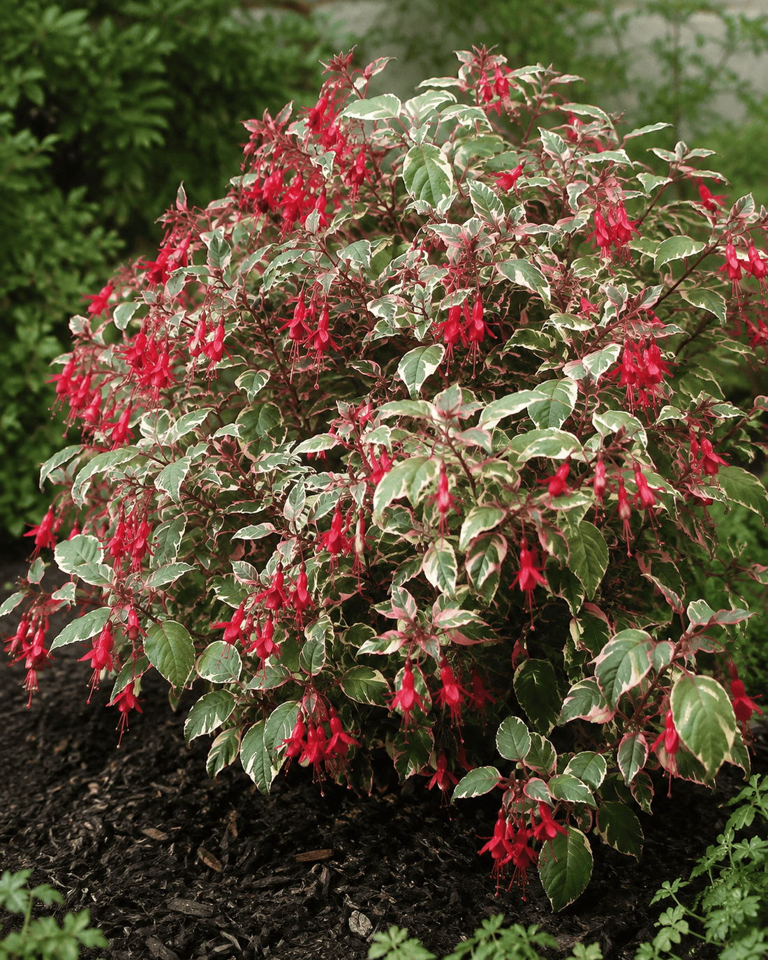 Variegated green-and-cream Fuchsia foliage with red hanging flowers